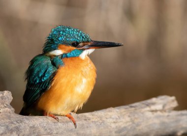 Ortak balıkçı, Alcedo bu işte. Bir kuş dalda otururken tüylerini kabarttı..