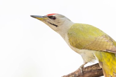 Gri başlı ağaçkakan, Picus canus. Kuşu yakın plan, beyaz arkaplan, kes