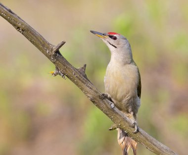 Gri başlı ağaçkakan, Picus canus. Genç bir kuş güzel bir dala oturur.