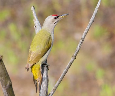 Gri başlı ağaçkakan, Picus canus. Genç bir kuş bir dala oturur.