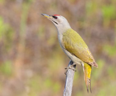 Gri başlı ağaçkakan, Picus canus. Bir kuş bir dala oturmuş, güneşin tadını çıkarıyor..