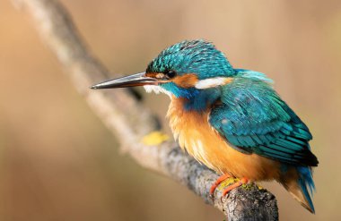 Ortak balıkçı, Alcedo bu işte. Bir kuş dalda oturur, güzel bulanık bir arka plan.