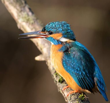Ortak balıkçı, Alcedo bu işte. Bir kuş bir dala oturur ve seslenir