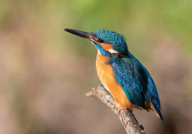 Ortak balıkçı, Alcedo bu işte. Bir kuş bir dala oturur, sabah güneşiyle aydınlanır.