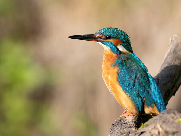 Common kingfisher, Alcedo atthis. A bird sits on a branch, a beautiful blurry background