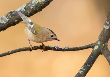 Goldcrest, Regulus regulus. Küçük bir kuş güzel bir sonbahar arka planında bir dala oturur.