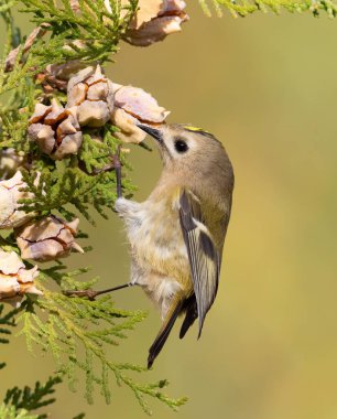 Goldcrest, Regulus regulus. Avını arayan bir kuş Bir thuja ağacının dalları arasında.