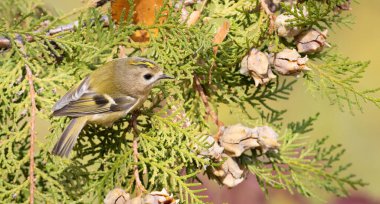 Goldcrest, Regulus regulus. Sonbahar sabahı. Bir kuş yiyecek aramak için daldan dala uçar.