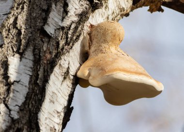 Birch polypore, Piptoporus betulinus, Fomitopsis betulina. Ağacın gövdesinden bir mantar çıkar.