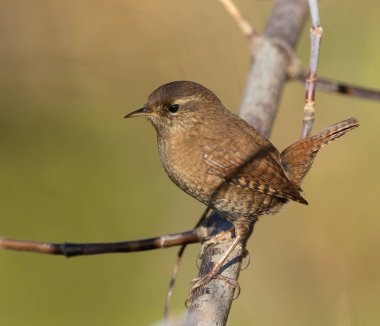 Avrasya çalıkuşu, Troglodit trogloditleri. Güzel bir arka planda, bir dalda oturan bir kuş.
