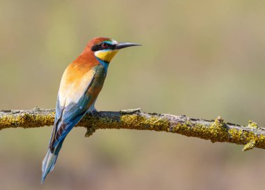 Avrupalı arı yiyici, merops apiaster. Güzel bir arka planda bir dalda oturan bir kuş.