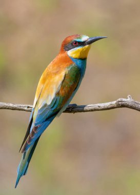 Avrupalı arı yiyici, merops apiaster. Bir kuş pürüzsüz bir arka planda bir dala oturur.