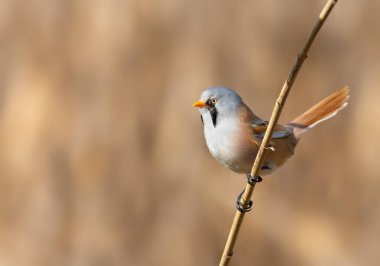 Sakallı reedling, Panurus biarmicus. Bir erkek kuş, bir nehir kıyısındaki sazlığa oturur.