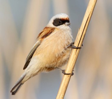 Eurasian penduline tit, remiz pendulinus. A bird sits on a reed stalk