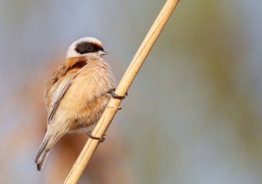 Eurasian penduline tit, remiz pendulinus. A bird sits on a reed stalk against a beautiful background