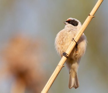 Eurasian penduline tit, remiz pendulinus. A bird sits on a reed stalk against a beautiful background