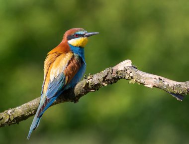 Avrupalı arı yiyici, merops apiaster. Bir kuş güzel bir arka planda bir dala oturur.