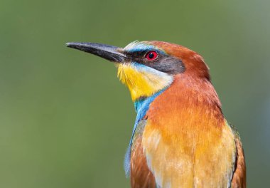 Avrupalı arı yiyici, merops apiaster. Güzel düz bir arkaplanda bir kuşun yakın çekimi