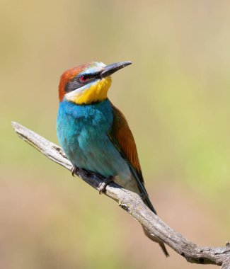 Avrupalı arı yiyici, merops apiaster. Bulanık bir arka planda güzel bir dalda oturan bir kuş.