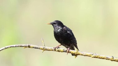 Hadi sığırcık, Sturnus vulgaris. Bir dalda oturan kuş, bakıyor, düz arkaplan.