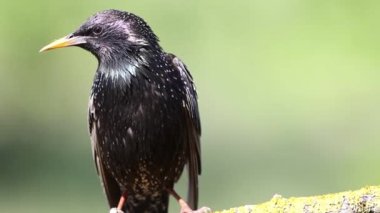 Hadi sığırcık, Sturnus vulgaris. Bir kuş bir dala oturmuş, etrafına bakıyor, tüylerini kabartıyor..