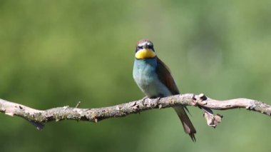 Avrupalı arı yiyici, merops apiaster. Bir kuş güzel bir arka planda eski bir dala oturur.