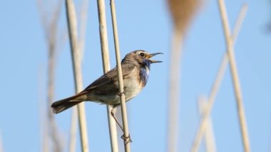 Bluethroat, Luscinia svecica. Sabahın erken saatlerinde nehir kıyısındaki bir sazlıkta oturan bir kuş ötüyor.