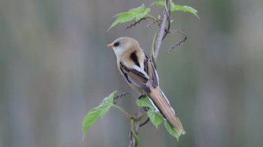 Sakallı reedling, Panurus biarmicus. Genç bir erkek sazlığa oturur, sonra uçar gider.