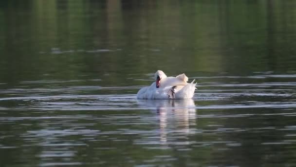 Mute Swan Cygnus Olor Female Brushing Her Feathers Flapping Her — Stock Video