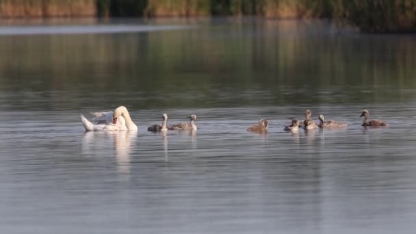 ミュート スワン シグナス オール 川に浮かぶスワンの家族と羽をブラッシング — ストック動画