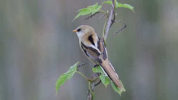 Bearded Reedling Panurus Biarmicus Young Male Sits Reed Flies Away Video Clip