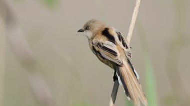 Sakallı reedling, Panurus biarmicus. Bir kuş sazlığa oturur, etrafına bakar, uçar gider.