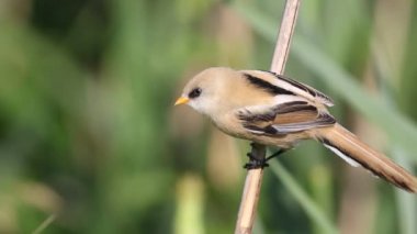 Sakallı reedling, Panurus biarmicus. Bir kuş sazlığa oturur, etrafına bakar, uçar gider.
