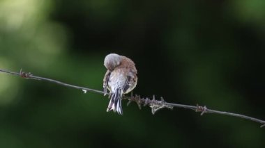 Linaria cannabina 'da yaygın bir linnet. Erkek dikenli tellere oturur ve tüylerini fırçalar.