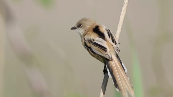 Bearded Reedling Panurus Biarmicus Bird Sits Reed Stalk Looks Flies Royalty Free Stock Video