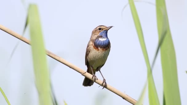 Niebieskie Gardło Luscinia Svecica Ptak Śpiewa Wczesnym Rankiem Siedząc Trzcinie — Wideo stockowe
