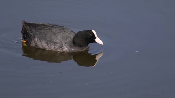 Dasar Eurasia Fulica Atra Seekor Burung Mengambang Santai Menyusuri Sungai — Stok Video