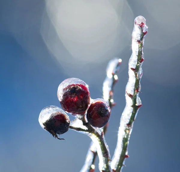 A frosty winter morning, rose hips covered in ice