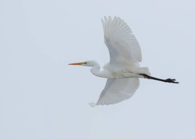 Büyük balıkçıl, Ardea Alba. Bir kuş gökyüzüne doğru uçar