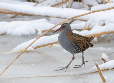 Su rayı, Rallus aquaticus. Bir kuş yiyecek aramak için donmuş bir nehir boyunca yürür.