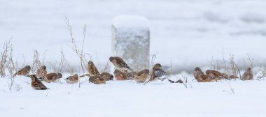 Linaria cannabina 'da yaygın bir linnet. Karlı kış sabahı. Kuşlar bitkinin tohumlarını yer.