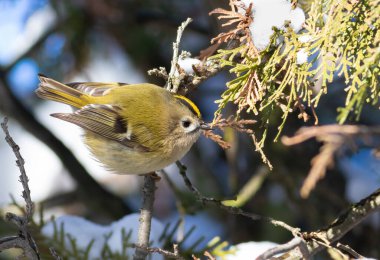 Goldcrest, Regulus regulus. Kış sabahı, bir kuş yiyecek aramak için daldan dala uçar.
