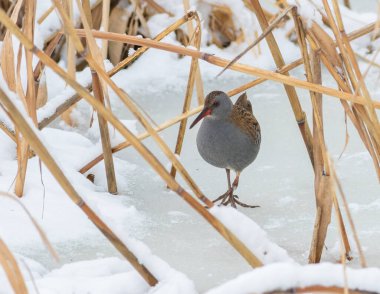 Su rayı, Rallus aquaticus. Bir kuş yiyecek aramak için donmuş bir nehir boyunca yürür.