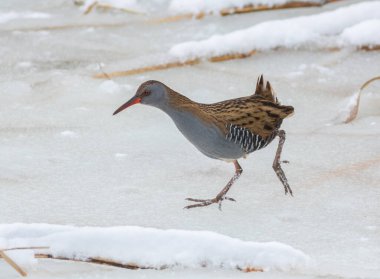 Su rayı, Rallus aquaticus. Bir kuş donmuş bir nehir boyunca yürür, yiyecek arar.