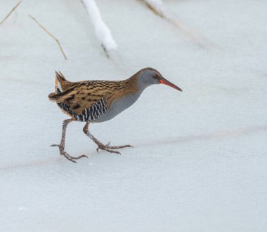 Su rayı, Rallus aquaticus. Bir kuş donmuş bir nehir boyunca yürür, yiyecek arar.