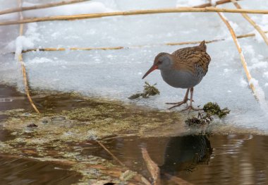 Su rayı, Rallus aquaticus. Bir kuş donmuş bir nehir boyunca yürür, yiyecek arar.