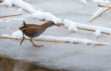 Su rayı, Rallus aquaticus. Bir kuş donmuş bir nehir boyunca yürür, yiyecek arar.