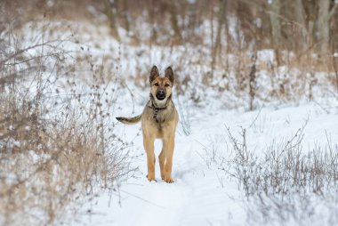 Kış mevsimindeyiz, bir köpek merceğe bakarak çayırda duruyor.