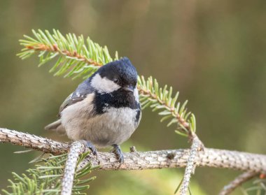 Coal tit, Periparus ater. A bird sits on a spruce branch