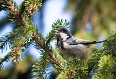 Coal tit, Periparus ater. A bird sings sitting on a spruce branch